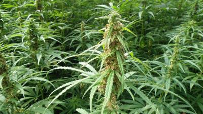 New Mexico investors see future in state’s hemp industry