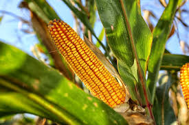 Corn imports dominate Mexico
