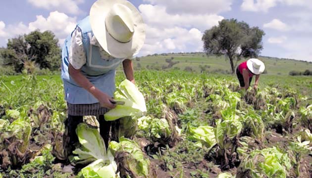 The agricultural sector in Sonora is promoting temporary employment