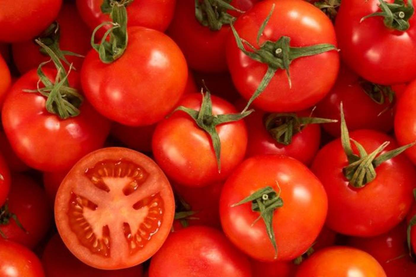 Seder considers “impossible” to inspect Mexican tomato exports at 100%