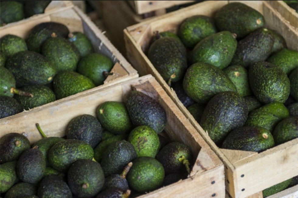 APEAM seeks to increase the export of avocado to the United States