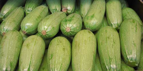 Tons of zucchini are wasted due to lack of market