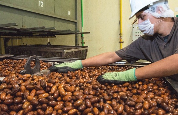Walnut export is affected by trade war