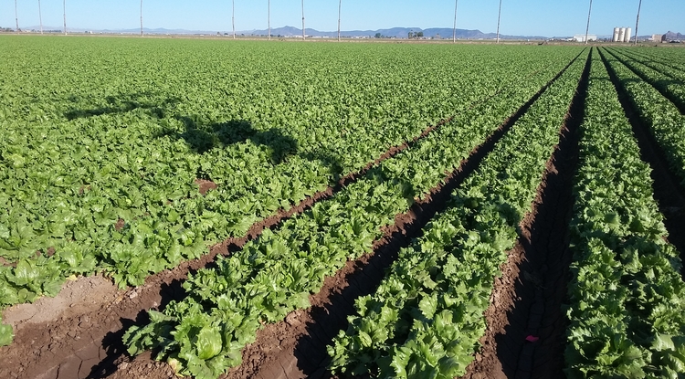 Arizona agriculture industry worried after China halts product purchases