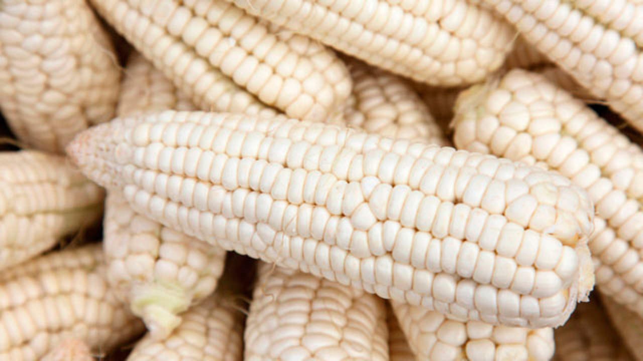 Gruma seeks to reduce white corn imports