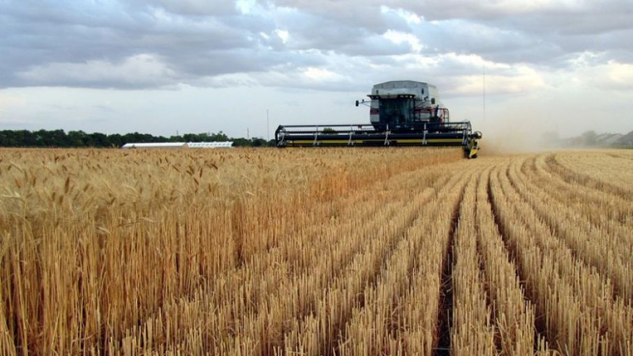 Wheat production grows 63% in Sonora
