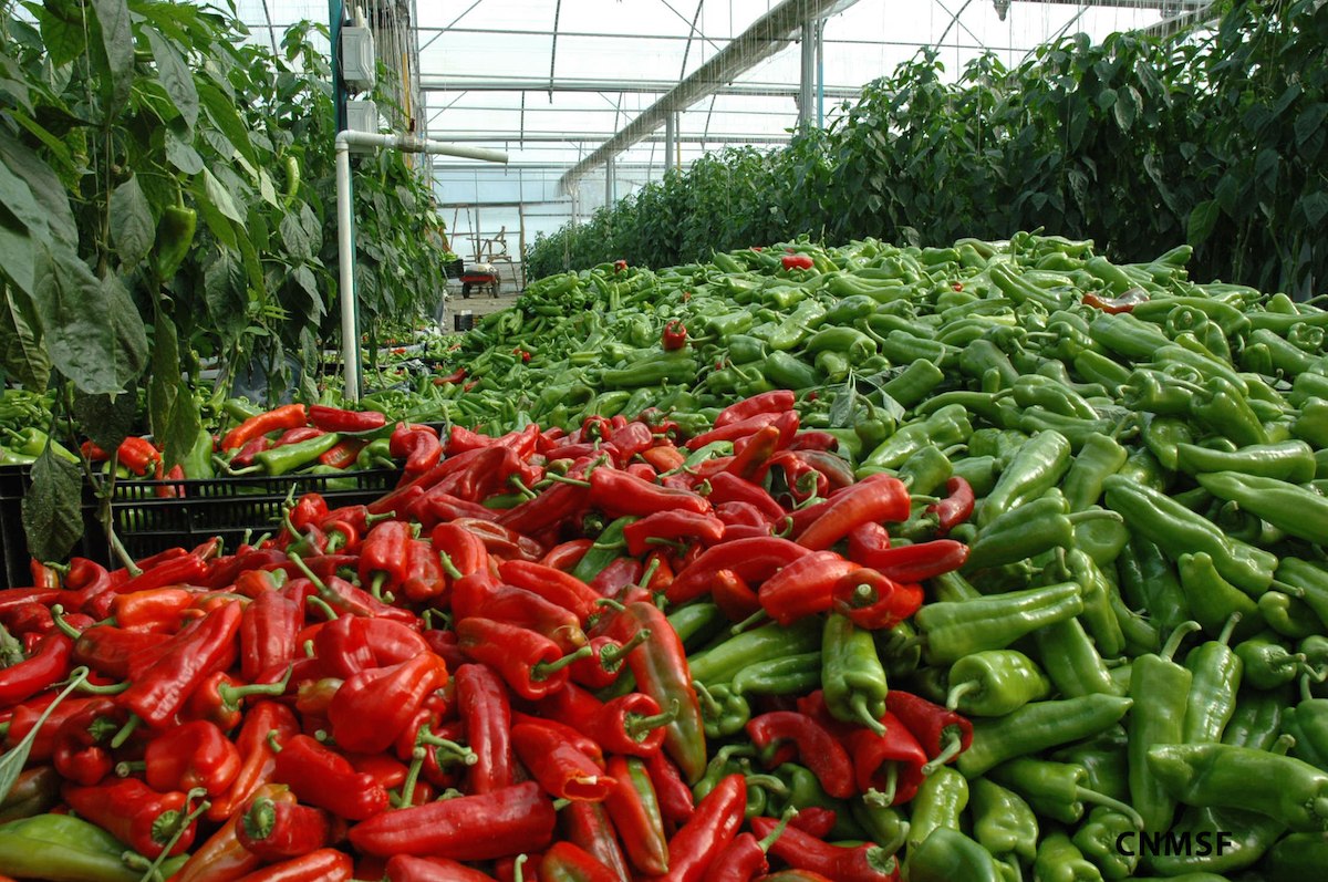 Mexico ranks first in chili pepper export