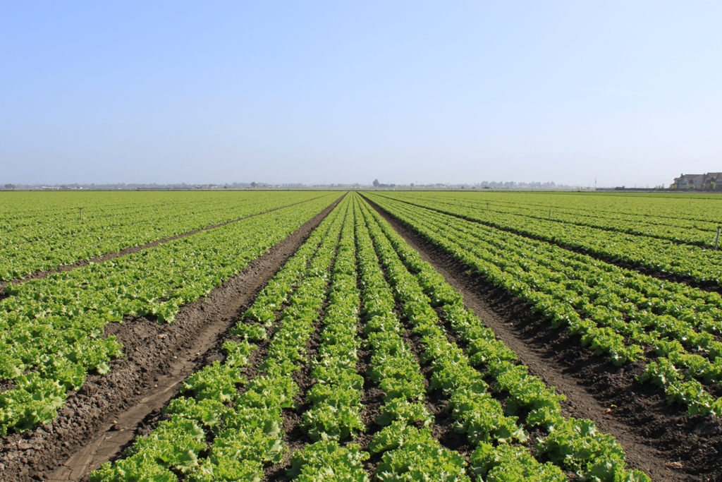 Mexican agricultural exports reach US$28 billion