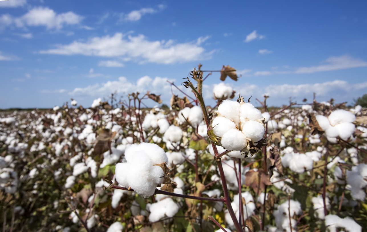 Coronavirus shakes Texas’ Cotton Industry