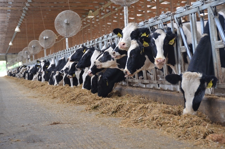 Texas dairy industry sees gains