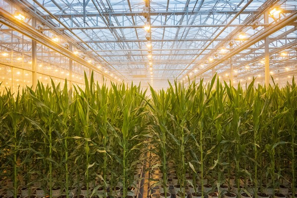 Arizona is in the corn business with opening of Bayer’s high-tech greenhouse