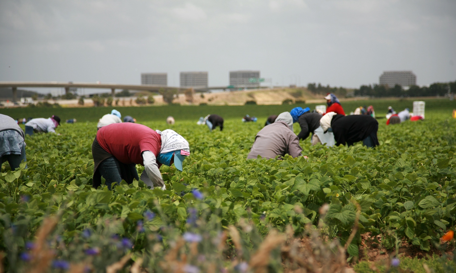 Border closures have farm industry concerned for loss of seasonal workers