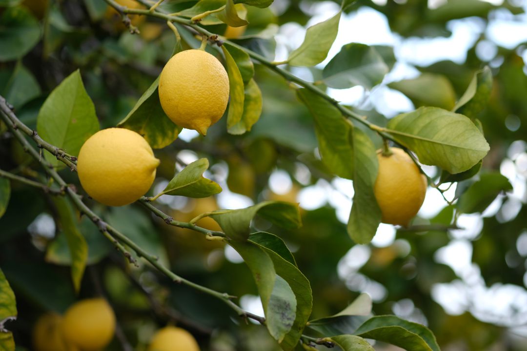 Tamaulipas estimates to harvest 15,000 tons of lemon in 2020