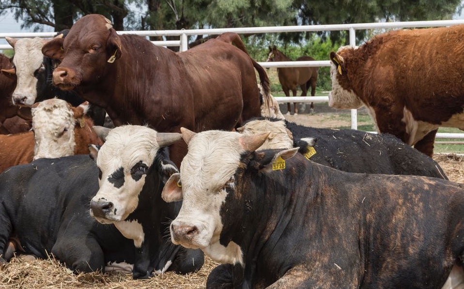 Meat production increases in Chihuahua