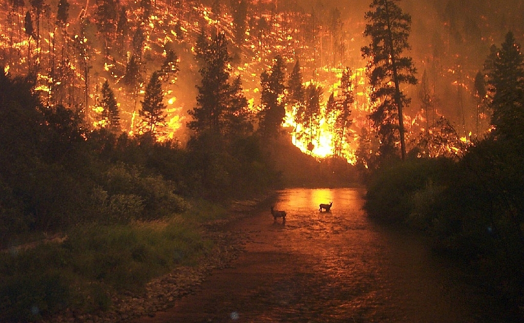 Intense rains can cause forest fires due to high growth of vegetation