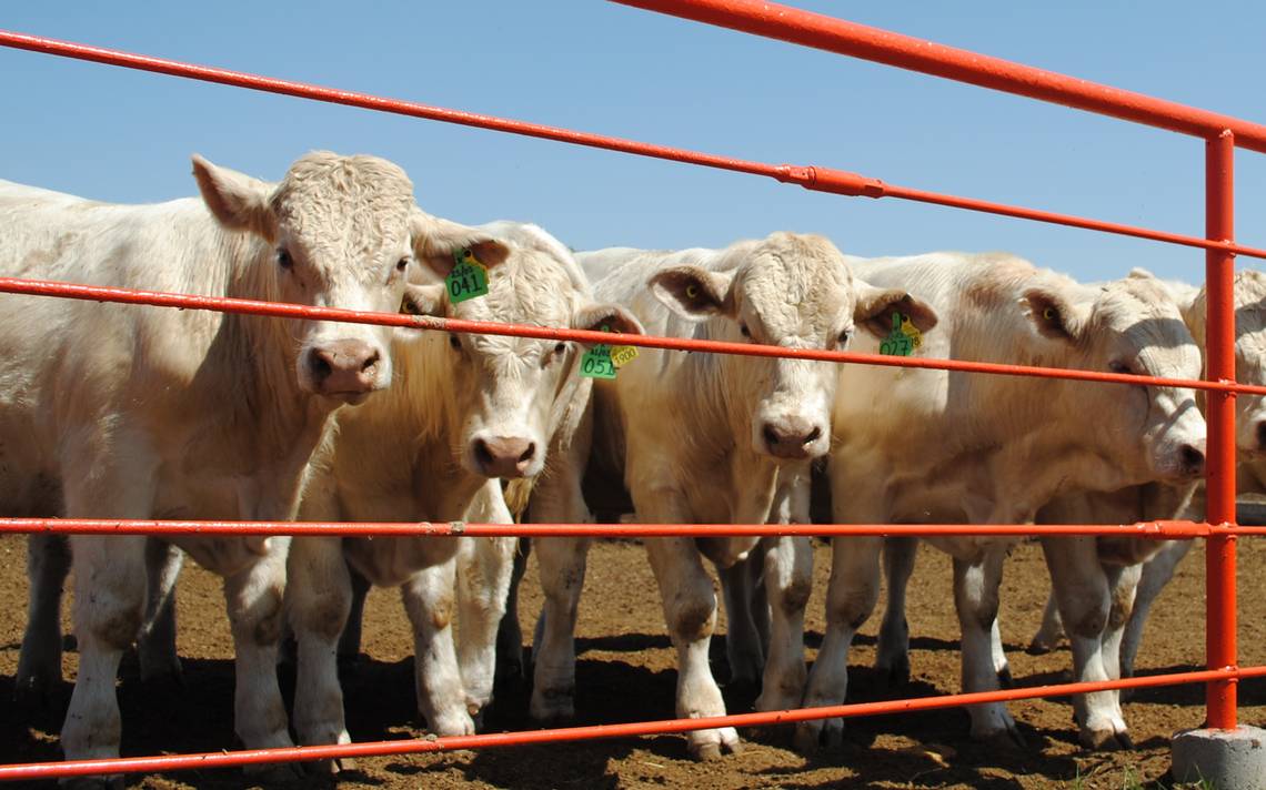 Chihuahua, leader in cattle exports in Mexico