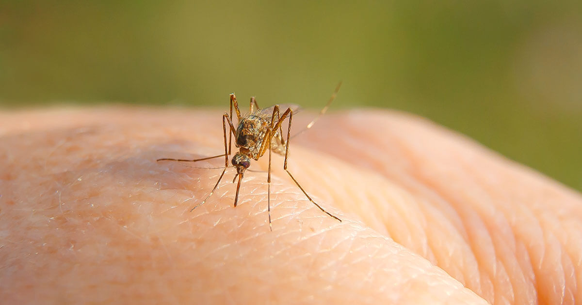 El Paso Reports Two Cases of West Nile Virus