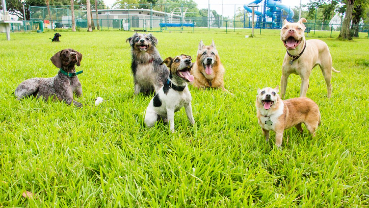 PetSafe chooses Tucson to build new dog park
