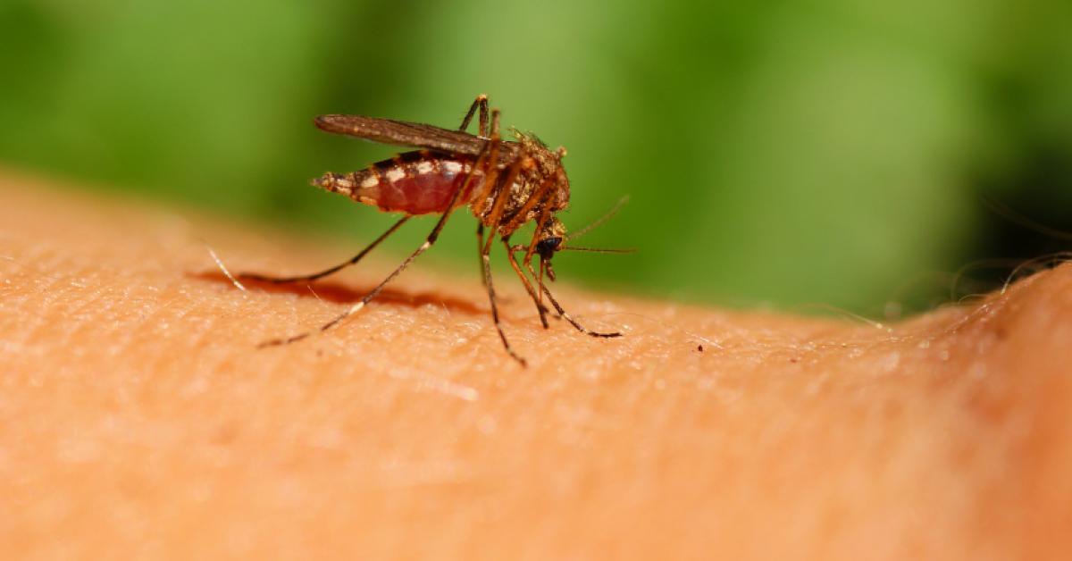 El Paso urged to prevent mosquito stings as SLE virus appears in the city