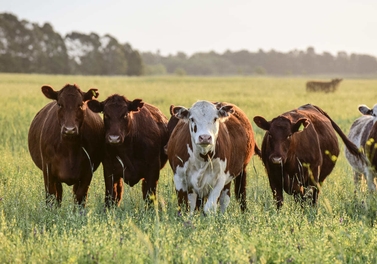 Texas’ plan to stop a parasitic fly from destroying its cattle population is far from complete