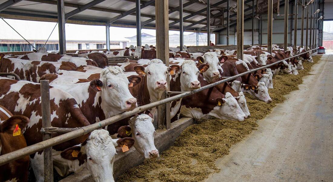 Meat exports grow 36.3%